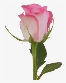 #rose #flower #rosebud #freetoedit - Garden Roses, HD Png Download, Transparent PNG