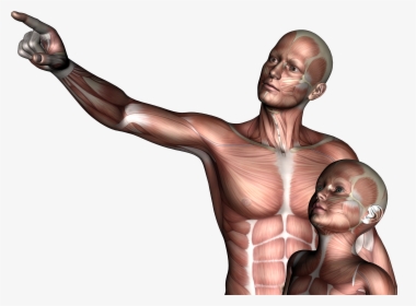 Father & Son, 3d, Anatomy, Boy, Child, Hq Photo - Illustration, HD Png Download, Transparent PNG