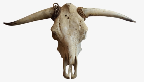 Cattle Goat Horn Bone - Transparent Cow Skull Png, Png Download, Transparent PNG