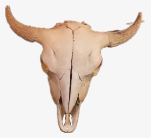 #cow Skull #skullbones #skull - Deer, HD Png Download, Transparent PNG