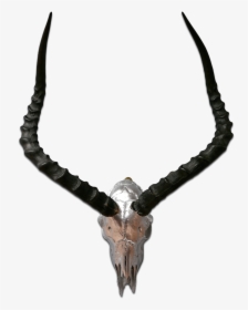 Real Impala Skull Silver Spray Painted African Antelope - Antelope Horns, HD Png Download, Transparent PNG