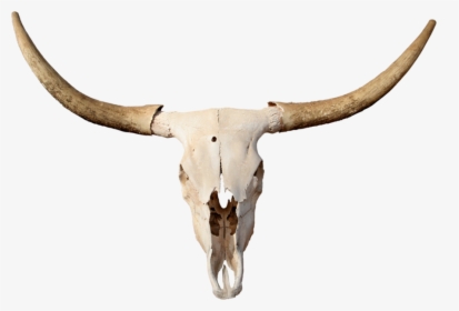 Skulls Transparent Longhorn - Transparent Bull Skull Png, Png Download, Transparent PNG