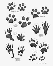 Animal Footprints Identification Uk, HD Png Download , Transparent Png  Image - PNGitem