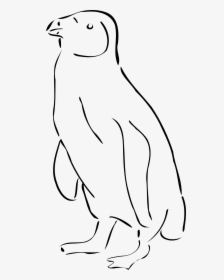 Outline Of A Penguin, HD Png Download, Transparent PNG