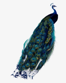 Pavo Real, Peacock Colors, Peacocks, Feather, Peacock, - Peacock Png, Transparent Png, Transparent PNG