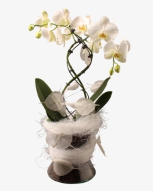 Orchid Transparent Vase - Kompozycja Kwiatowa Storczyk W Doniczce, HD Png Download, Transparent PNG
