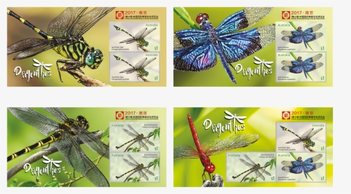 Dragonfly, HD Png Download, Transparent PNG