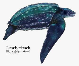Drawing Of A Leatherback Sea Turtle, HD Png Download, Transparent PNG