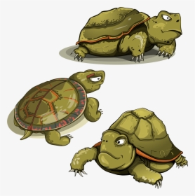 Turtle, Tortoise, Shell, Animals, Funny, Green - Turtle Vector, HD Png Download, Transparent PNG