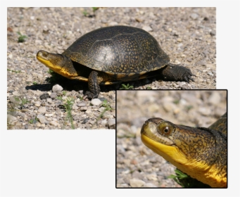 Transparent Cute Turtle Png - South Dakota State Reptile, Png Download, Transparent PNG