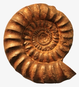 Ammonite, Fossil, Png - Fossil Png, Transparent Png, Transparent PNG