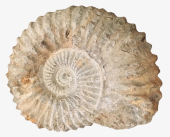 Ammonite Png, Transparent Png, Transparent PNG