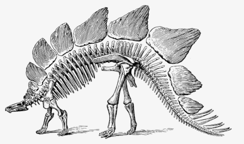 Dinosaur Fossil Black And White, HD Png Download, Transparent PNG
