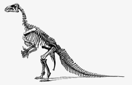 Dinosaur Skeleton Transparent Background, HD Png Download, Transparent PNG