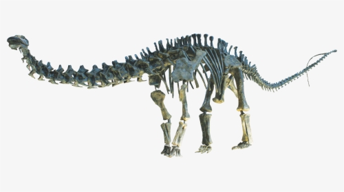 Apatosaurus Clean - Tyrannosaurus, HD Png Download, Transparent PNG