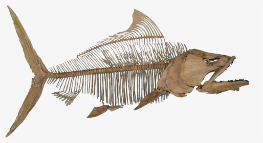 Fish Fossil No Background - Fish Fossil Png, Transparent Png, Transparent PNG