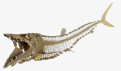 Cimolichthys Sign, Cimolichthys Skeleton - Fish Skeleton Transparent, HD Png Download, Transparent PNG