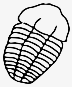 Trilobite Drawing Easy, HD Png Download, Transparent PNG