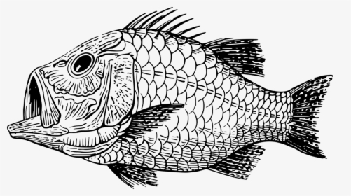 Line Art,head,art - Scales Clipart Black And White, HD Png Download, Transparent PNG