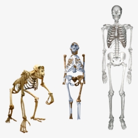 Lucy Compared To Humans, HD Png Download, Transparent PNG