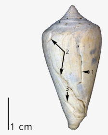A Fossil Cone Snail Shell Showing Three Different Sets - Leafhopper, HD Png Download, Transparent PNG