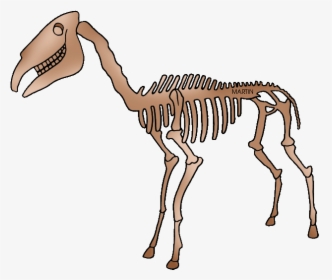 Collection Of Png - Phillip Martin Fossil Clipart, Transparent Png, Transparent PNG