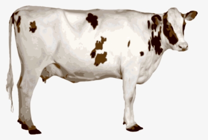 Cows Clipart Prize - Indian Cow Image Png, Transparent Png, Transparent PNG