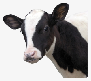 Female Cow Png - Cara De Vaca Png, Transparent Png, Transparent PNG