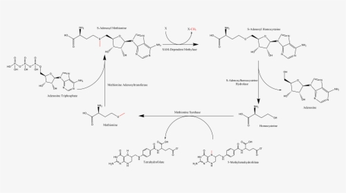 Summary Of S-adenosyl Methionine Regeneration Cycle - S Adenosylmethionine, HD Png Download, Transparent PNG