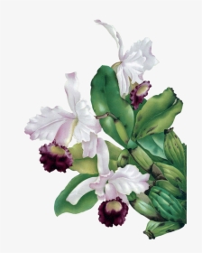 Orchid For Scrapbooking - Vintage Flower Painting Png, Transparent Png, Transparent PNG