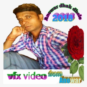 Anowar Dhak Dhole - Garden Roses, HD Png Download, Transparent PNG