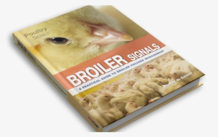 About Broiler Signals - Chicken Meat, HD Png Download, Transparent PNG