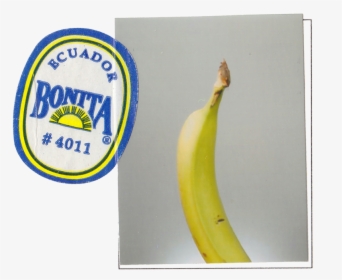 Bonita Bananas, HD Png Download, Transparent PNG