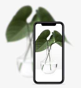Vase Plants White Background, HD Png Download, Transparent PNG