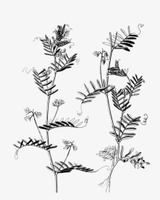 Lentil Plants Clip Arts - Lentil Plant Drawing, HD Png Download, Transparent PNG