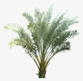 Thumb Image - Plants With A Transparent Background, HD Png Download, Transparent PNG