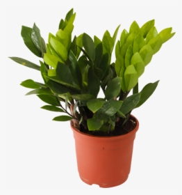Zamioculcas Zamiifolia, Zz Plant - Jade Plant Benefits Feng Shui, HD Png Download, Transparent PNG