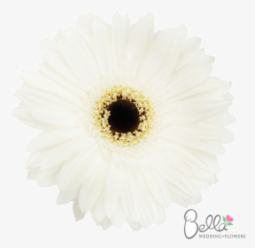 Clip Art Popular White Flowers - Wedding, HD Png Download, Transparent PNG