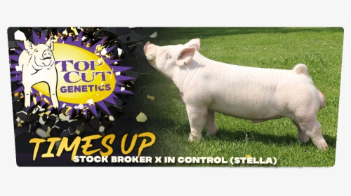# - Domestic Pig, HD Png Download, Transparent PNG