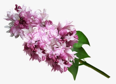 Clip Art Lilac Flower Bouquet - Люляк Png, Transparent Png, Transparent PNG