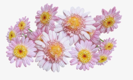 Daisies, Pink, Flowers - Chrysanths, HD Png Download, Transparent PNG