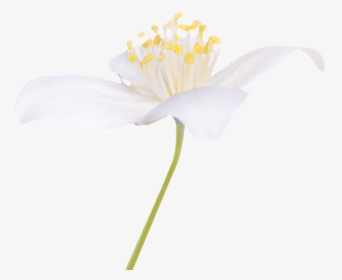 Flowers For Healing, HD Png Download, Transparent PNG
