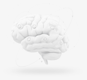 Brain - Illustration, HD Png Download, Transparent PNG