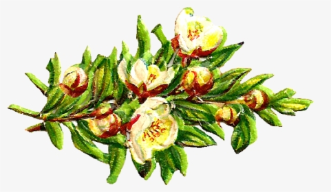 Free Digital Flower Clip Art - Animasi Bunga Bougenville Putih, HD Png Download, Transparent PNG