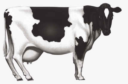 Cow Horn Png, Transparent Png, Transparent PNG