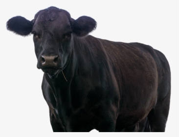 Dairy Cow, HD Png Download, Transparent PNG
