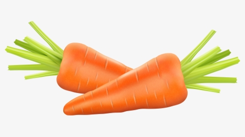 Carrot Photography Euclidean Vector Clip Art - Carrot Illustration, HD Png Download, Transparent PNG