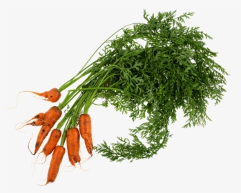Wonky Carrot - Carrots Plant Png, Transparent Png, Transparent PNG
