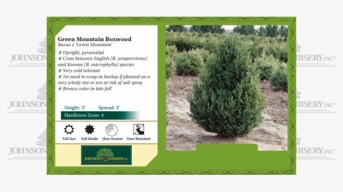 Green Mountain Boxwood Buxus Benchcard - Fall Fiesta Sugar Maple Leaf, HD Png Download, Transparent PNG