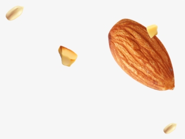 Img/footer/almond Seed - Almond, HD Png Download, Transparent PNG